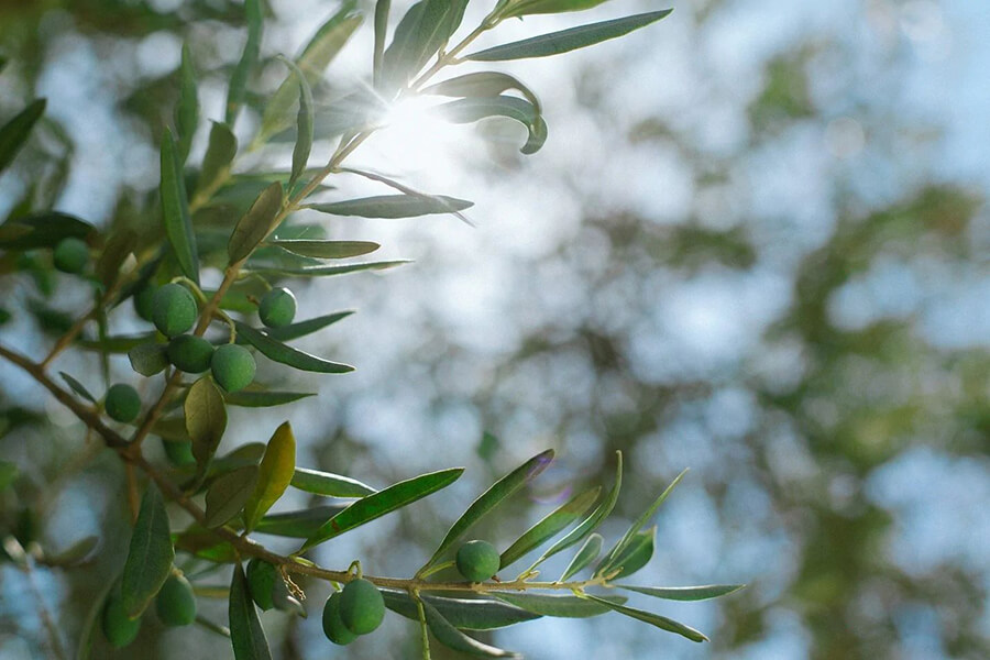 5 Proven Health Benefits of Olive Leaf Extract