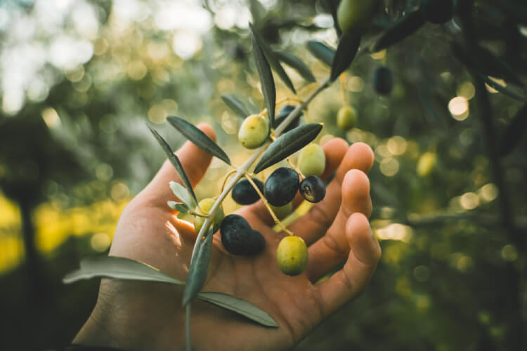 Olive Leaf and High Blood Pressure